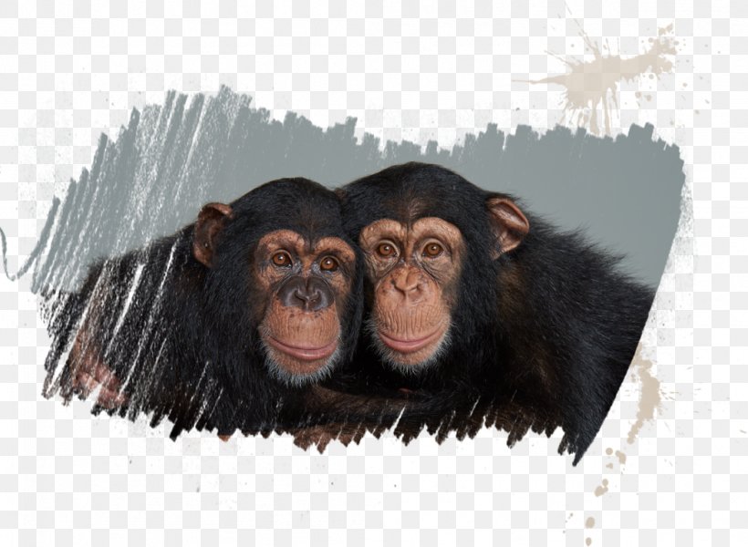Common Chimpanzee Homo Sapiens Tourist Attraction Elephantidae Myrtle Beach, PNG, 1046x766px, Common Chimpanzee, Chimpanzee, Elephantidae, Great Ape, Homo Download Free