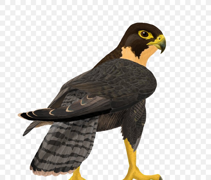 Falcon Clip Art, PNG, 700x700px, Bird, Accipitriformes, Beak, Bird Of Prey, Drawing Download Free
