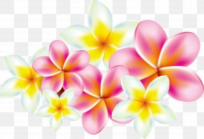 frangipani images frangipani transparent png free download frangipani transparent png