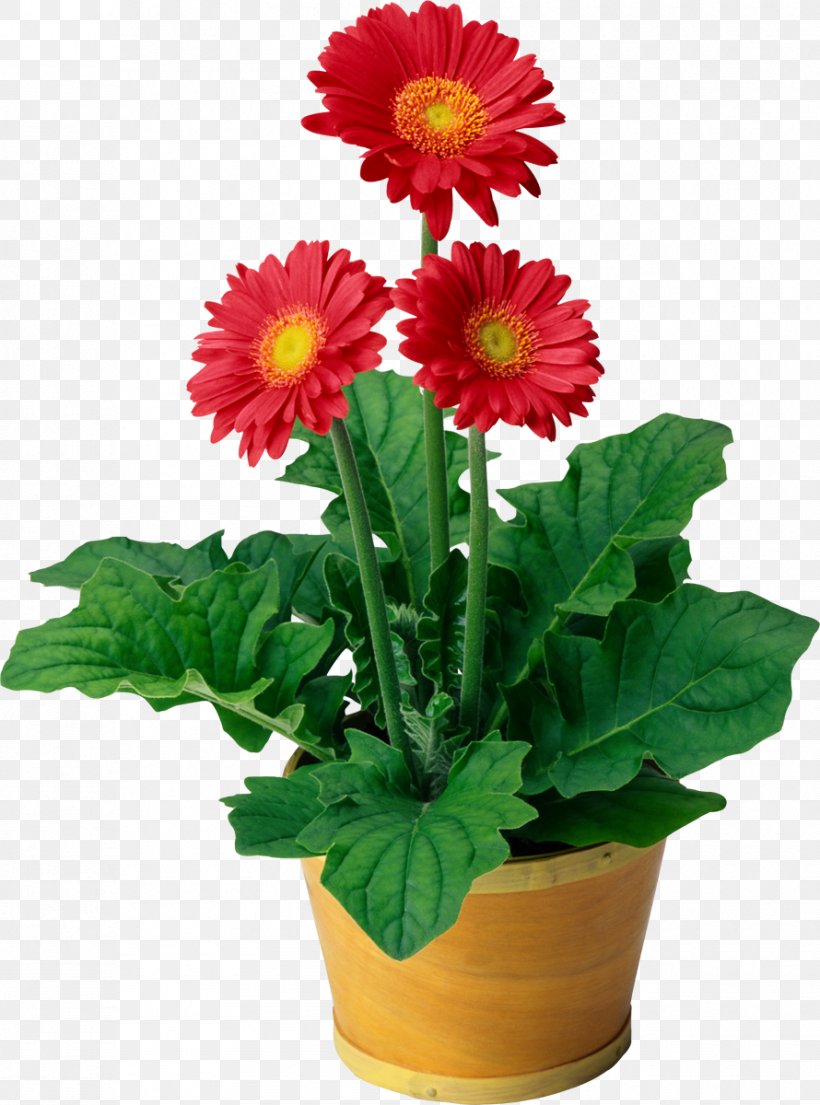 Flowering Plant Flowering Plant Transvaal Daisy Houseplant, PNG, 890x1200px, Plant, African Violets, Annual Plant, Asterales, Chrysanths Download Free