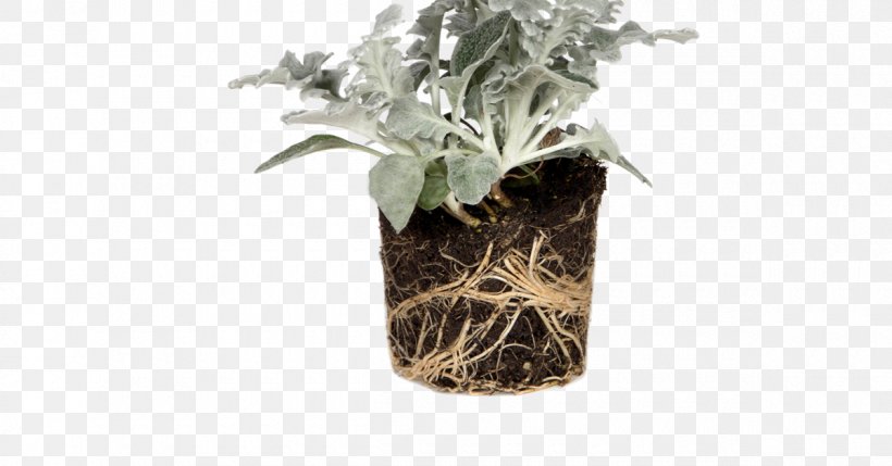 Silver Ragwort Ragworts Plants Nutrient Soil, PNG, 1200x628px, Ragworts, Balcony, Barcelona, Flora, Flowerpot Download Free