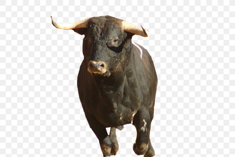 Spanish-style Bullfighting Cattle San Fermín Aranjuez, PNG, 770x550px, Bull, Aranjuez, Bullfighter, Bullfighting, Cattle Download Free