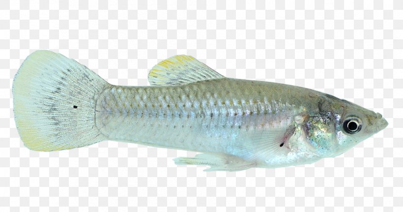 Tilapia Guppy Bony Fishes Perch, PNG, 955x502px, Tilapia, Bony Fish, Bony Fishes, Common Molly, Fauna Download Free