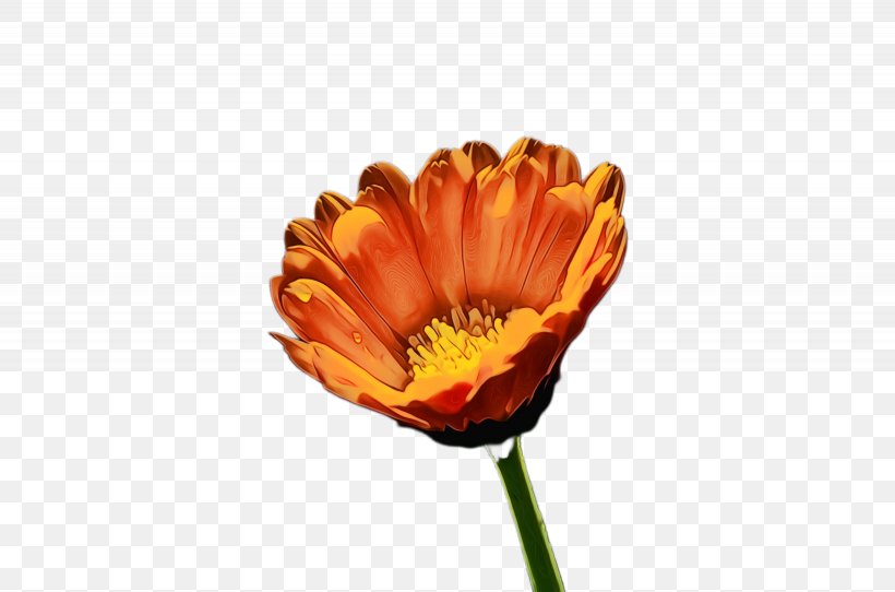 Watercolor Flower Background, PNG, 2460x1628px, Marigold, Annual Plant, Art, Barberton Daisy, Bloom Download Free