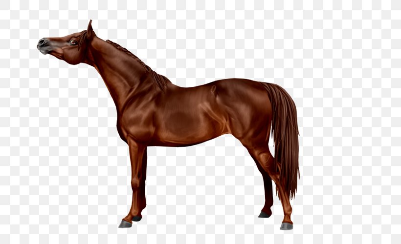 Arabian Horse Breyer Animal Creations Colt Foal Model Horse, PNG, 700x500px, Arabian Horse, Animal Figure, Bay, Breyer Animal Creations, Bridle Download Free