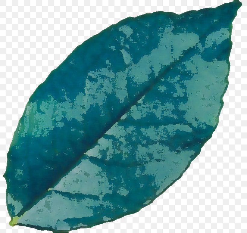 Leaf Turquoise Biology Plants Science, PNG, 800x774px, Leaf, Biology, Plant Structure, Plants, Science Download Free