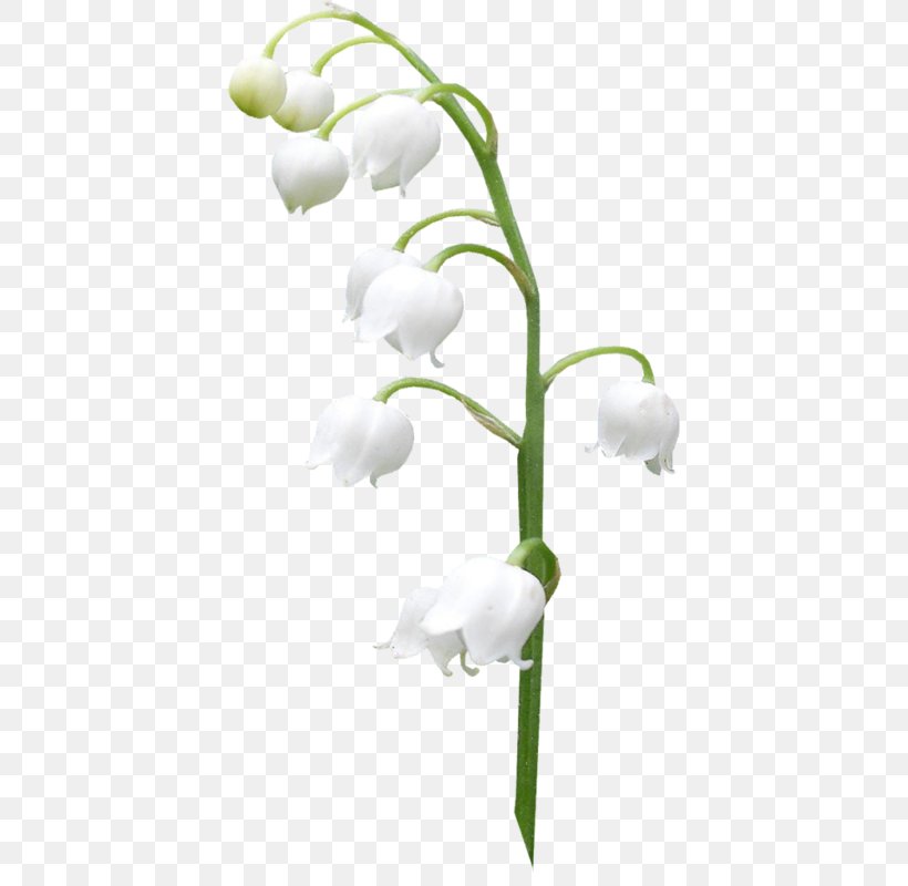 Lily Of The Valley Image Orchids Clip Art, PNG, 410x800px, Lily Of The Valley, Cut Flowers, Flora, Flower, Flowering Plant Download Free