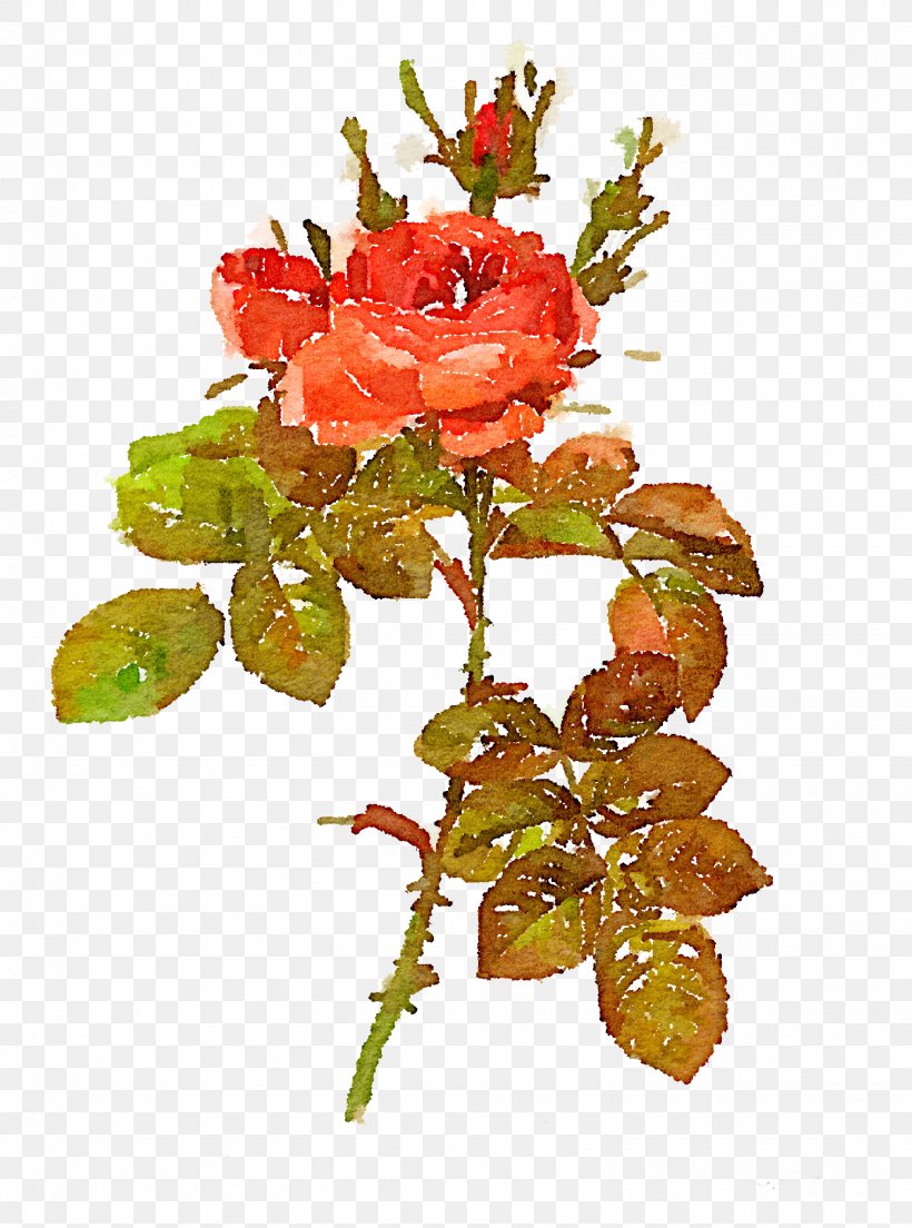 Pierre-Joseph Redoutxe9 (1759-1840) Les Liliacxe9es Damask Rose Artist Printmaking, PNG, 1520x2048px, Pierrejoseph Redoutxe9 17591840, Art, Artist, Botanical Illustration, Branch Download Free