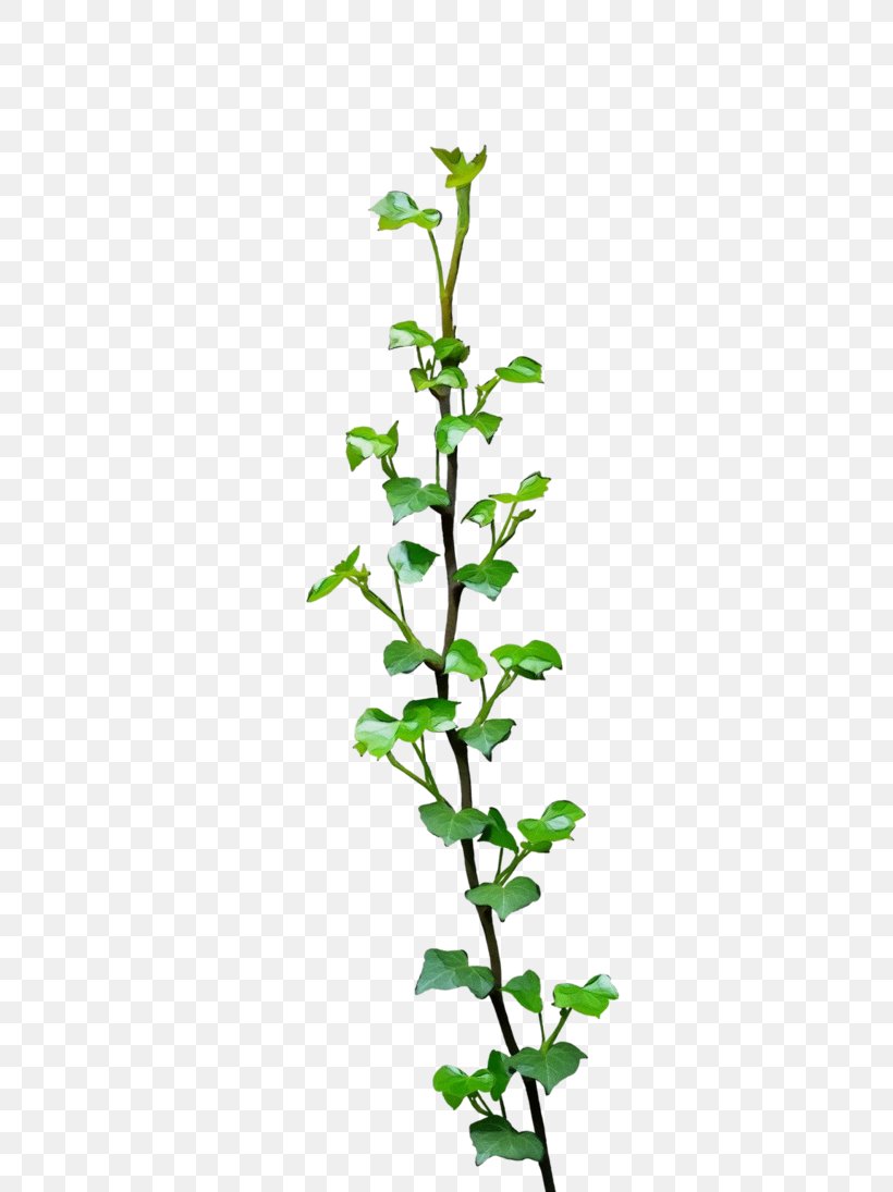 Twig Plant Stem Subshrub Leaf Flower, PNG, 730x1095px, Watercolor, Figwort, Flower, Herb, Leaf Download Free