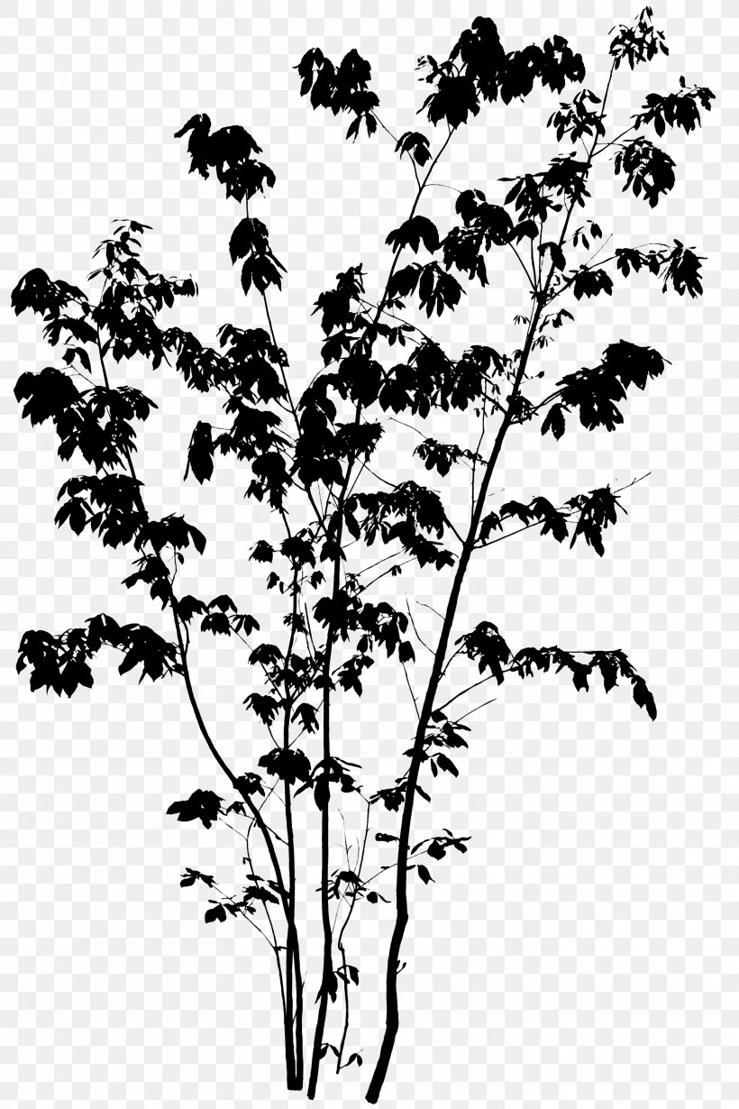 Twig Silhouette Quercus Serrata Tree Image, PNG, 2800x4200px, 3d Computer Graphics, Twig, Blackandwhite, Botany, Branch Download Free