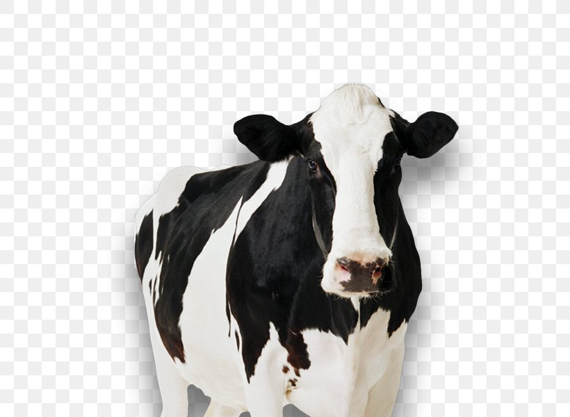 Holstein Friesian Cattle Standee Cow Tipping Cardboard Dairy Cattle, PNG, 600x600px, Holstein Friesian Cattle, Advertising, Calf, Canvas, Cardboard Download Free