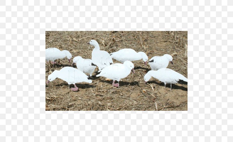 Snow Goose Duck Decoy Cygnini, PNG, 500x500px, Goose, Beak, Bird, Canada Goose, Cygnini Download Free