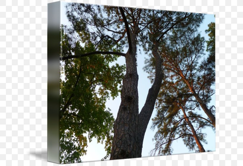 Wood /m/083vt Biome Pine Birch, PNG, 650x560px, Wood, Biome, Birch, Branch, Branching Download Free
