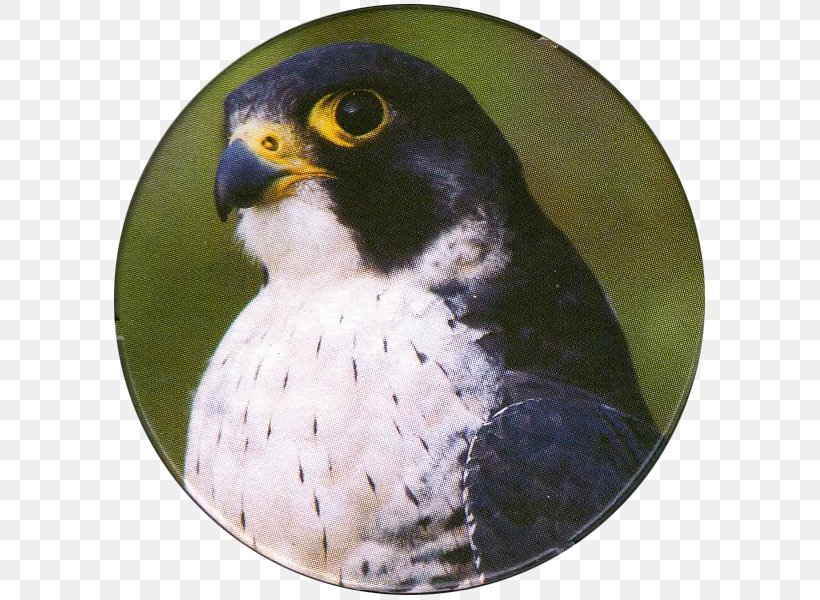 Bird Of Prey Peregrine Falcon Kestrel, PNG, 600x600px, Bird, Beak, Bird Of Prey, Cadbury, Falcon Download Free