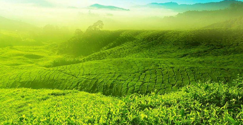 Charleston Tea Plantation Malaysia Green Tea Tea Garden, PNG, 1920x992px, Tea, Agriculture, Assam Tea, Camellia Sinensis, Charleston Tea Plantation Download Free