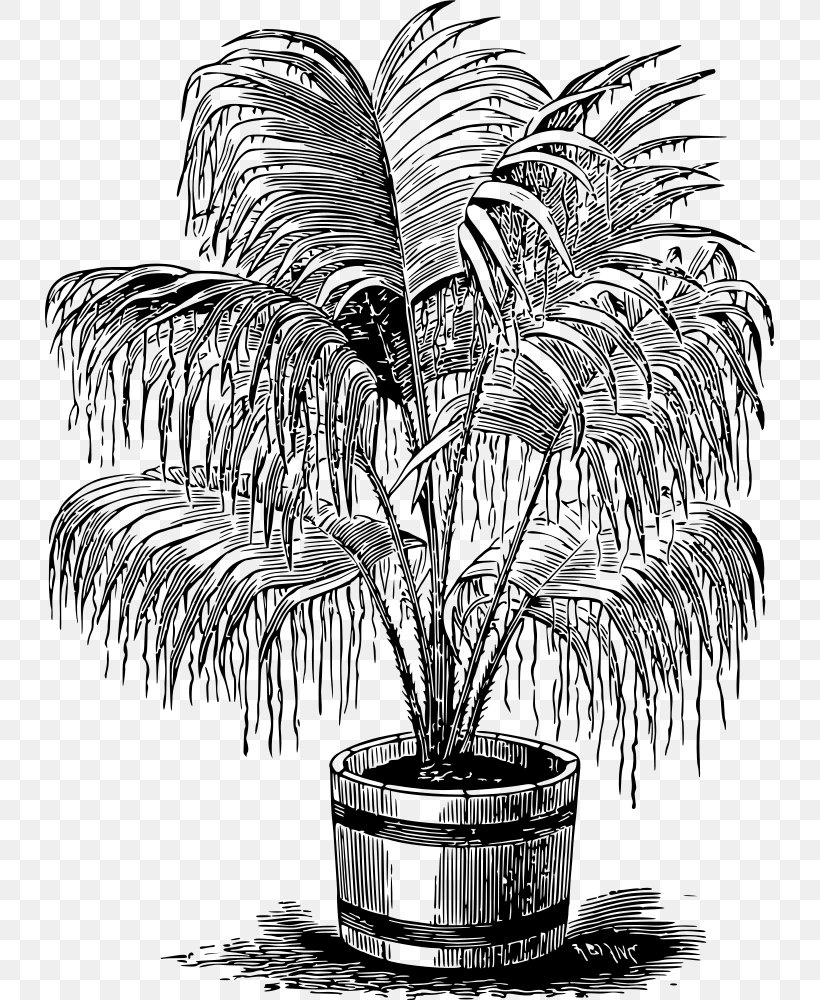 Drawing Arecaceae Line Art Monochrome Black And White, PNG, 729x1000px, Drawing, Arecaceae, Arecales, Black And White, Brittle Stars Download Free