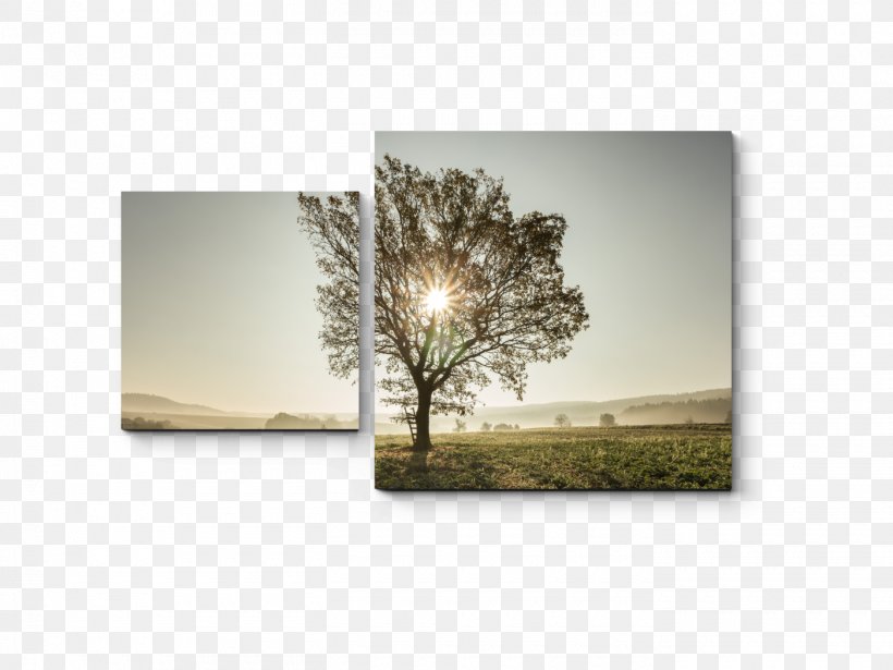 Picture Frames Tree Rectangle, PNG, 1400x1050px, Picture Frames, Picture Frame, Rectangle, Tree Download Free
