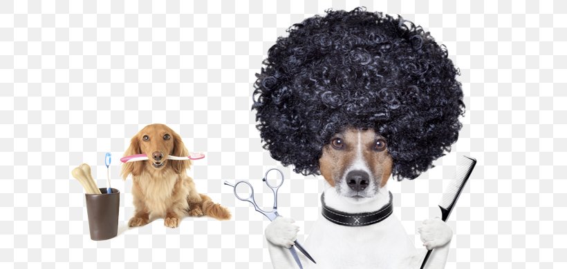 Pomeranian Great Dane Border Collie Dog Grooming Pet, PNG, 650x390px, Pomeranian, Afro, Border Collie, Brush, Carnivoran Download Free