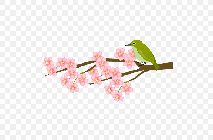 Cherry Blossom Japanese Bush Warbler Plum Blossom Petal, PNG, 540x540px, Cherry Blossom, Bird, Blossom, Branch, Cherry Download Free
