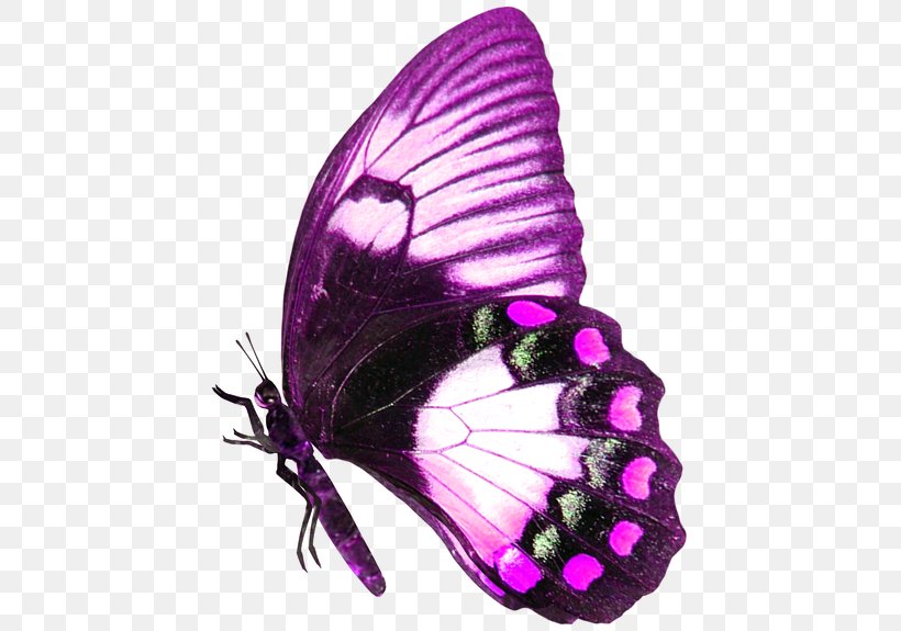 Desktop Wallpaper IPhone Purple Innovation Heart, PNG, 440x575px, Iphone, Arthropod, Brush Footed Butterfly, Butterfly, Heart Download Free