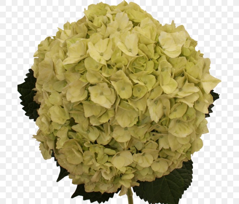 Hydrangeaceae Cut Flowers Petal, PNG, 700x700px, Hydrangea, Cornales, Cut Flowers, Flower, Hydrangeaceae Download Free