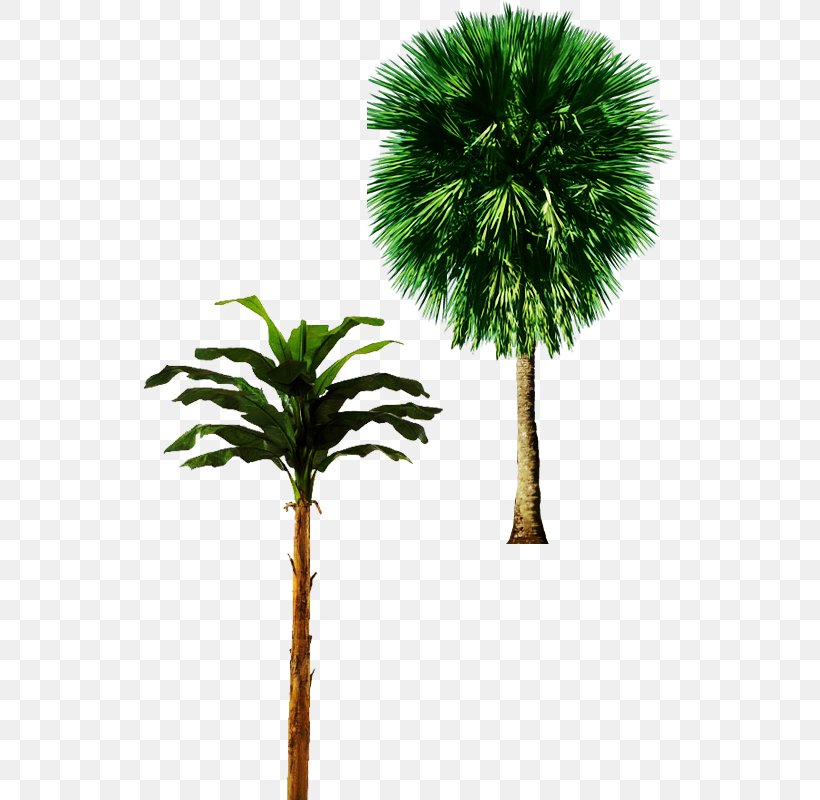 Tree Arecaceae Trunk Plant, PNG, 800x800px, Tree, Albizia Julibrissin, Arecaceae, Arecales, Bamboo Download Free