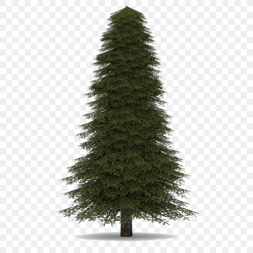 Abies Concolor Pine Balsam Fir Norway Spruce Noble Fir, PNG, 1200x1200px, Pine, Abies Concolor, Balsam Fir, Biome, Christmas Decoration Download Free