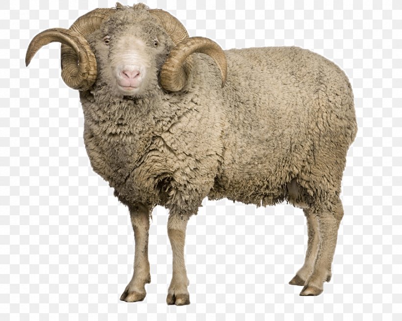 Arles Merino Sheep Goat Clip Art, PNG, 900x720px, Merino, Animal Figure, Aries, Arles Merino Sheep, Bighorn Download Free