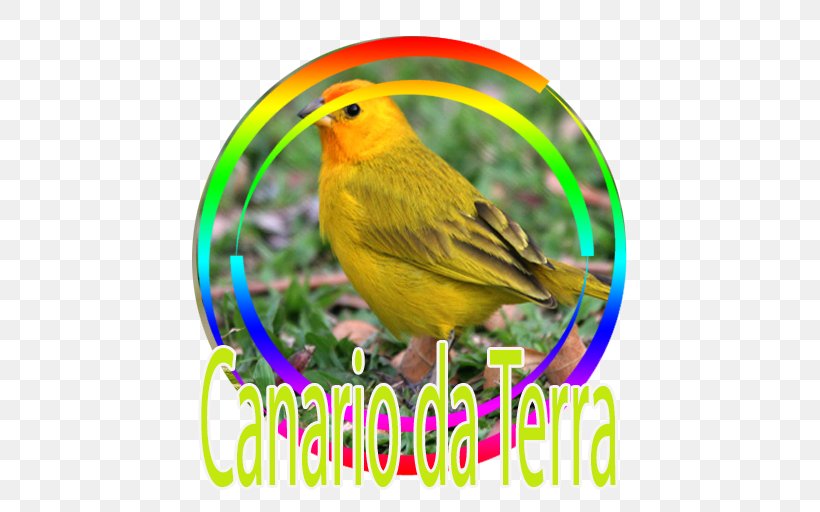 Bird Atlantic Canary Saffron Finch Tanager, PNG, 512x512px, Bird, American Sparrows, Atlantic Canary, Beak, Bird Supply Download Free