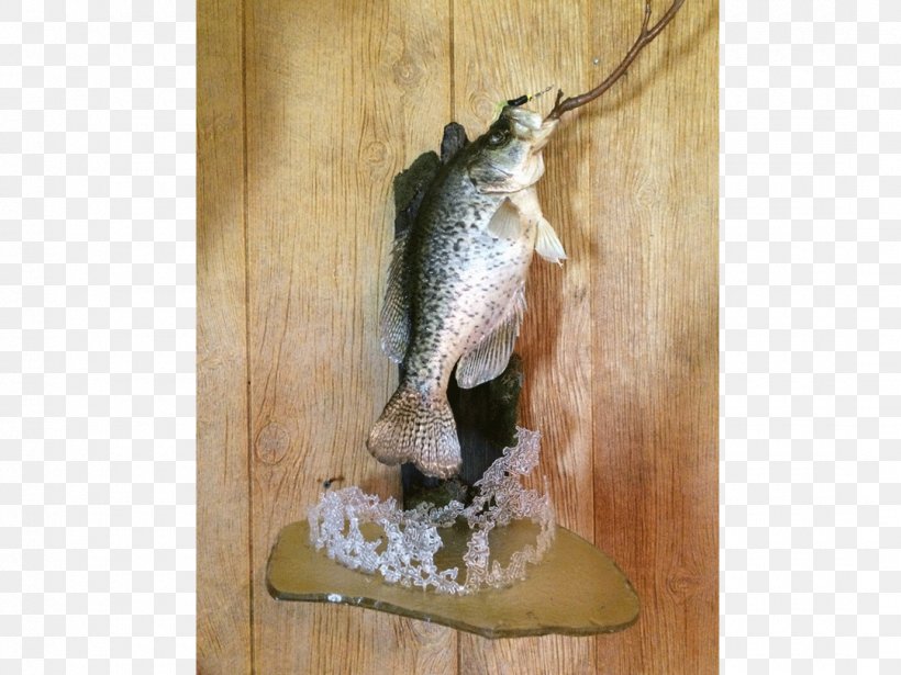 Black Creek Fish Animal Pet Taxidermy, PNG, 1080x810px, Fish, Animal, Email, Family Business, Fauna Download Free