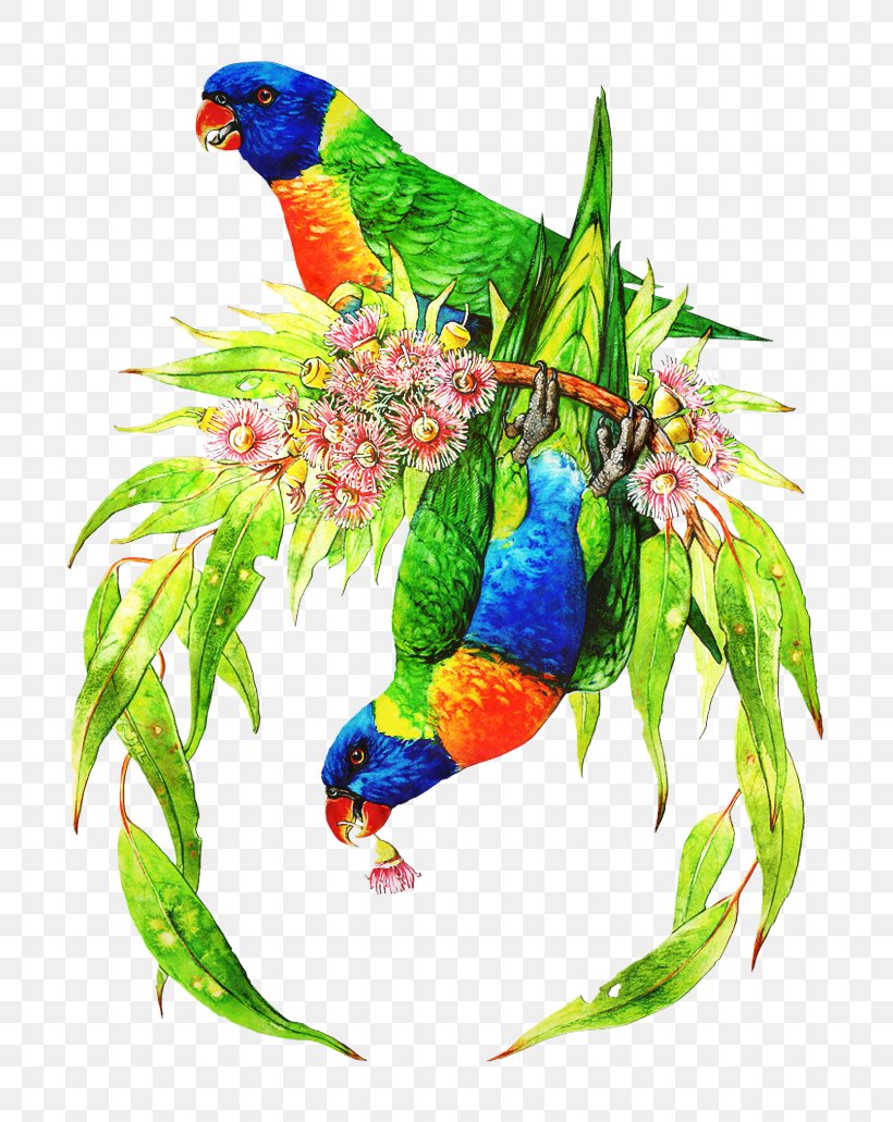 Budgerigar Macaw Loriini Bird Beak, PNG, 773x1031px, Budgerigar, Beak, Bird, Bird Supply, Budgie Download Free