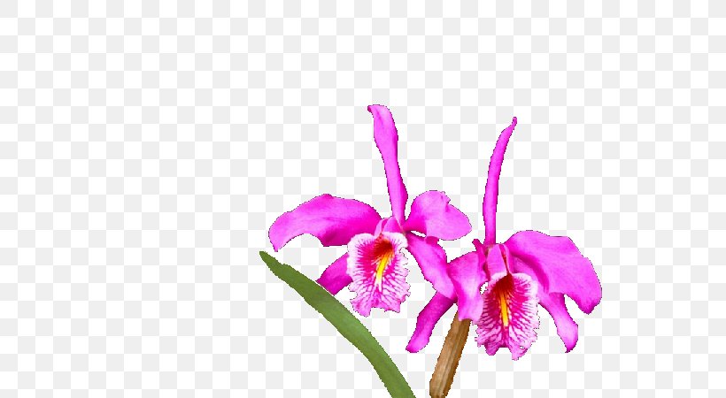 Crimson Cattleya God Imam Tawakkul Allah, PNG, 600x450px, Crimson Cattleya, Ali, Allah, Cattleya, Cattleya Labiata Download Free