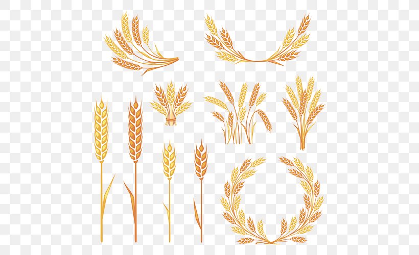 Ear Clip Art, PNG, 595x500px, Ear, Cereal, Commodity, Flowering Plant, Food Download Free