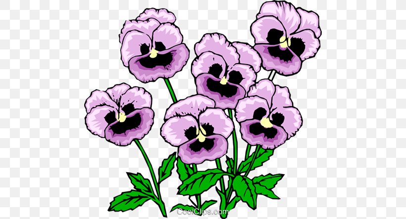 Pansy Viola Pedunculata Clip Art, PNG, 480x444px, Pansy, Annual Plant, Color, Drawing, Floral Design Download Free