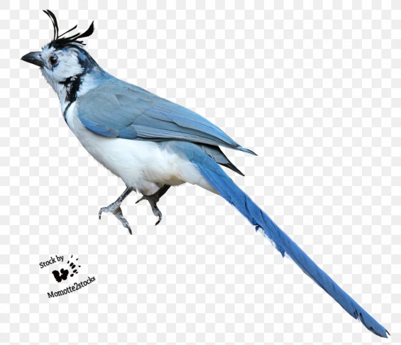 Bird DeviantArt Photography Blue Jay, PNG, 964x829px, Bird, Art, Beak, Blue Jay, Bluebird Download Free