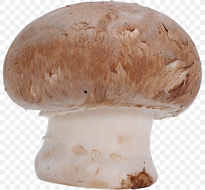 Common Mushroom Fungus Agaricus Campestris Clip Art, PNG, 800x761px, Common Mushroom, Agaricaceae, Agaricomycetes, Agaricus, Agaricus Campestris Download Free