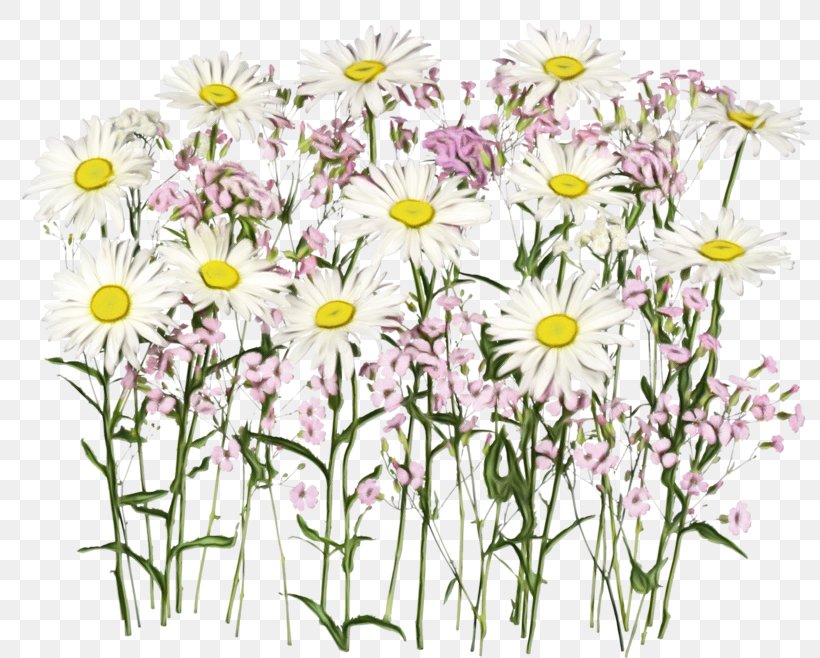 Daisy, PNG, 800x658px, Watercolor, Camomile, Chamomile, Daisy, Flower Download Free