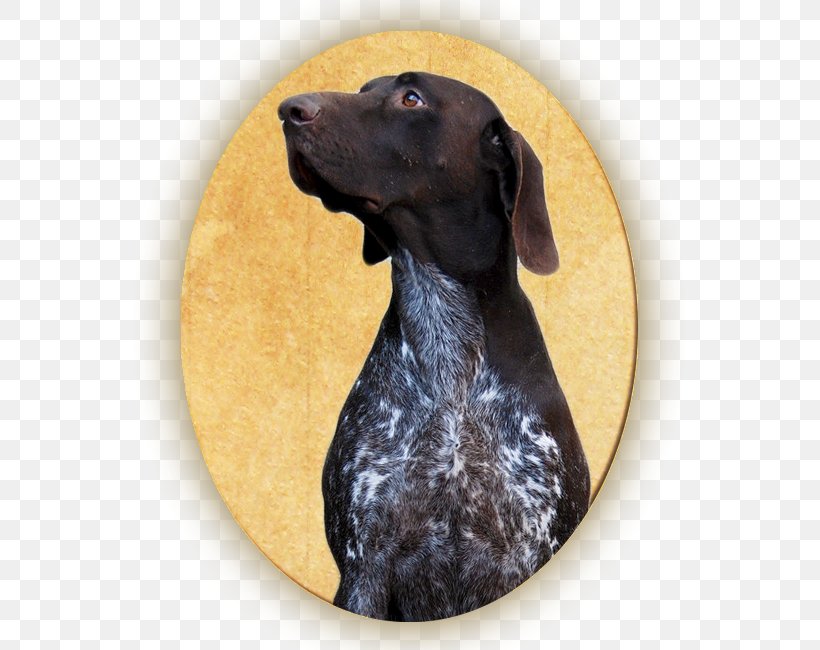 German Shorthaired Pointer Labrador Retriever Boykin Spaniel Dog Breed Plott Hound, PNG, 582x650px, German Shorthaired Pointer, Boykin Spaniel, Breed, Carnivoran, Dog Download Free