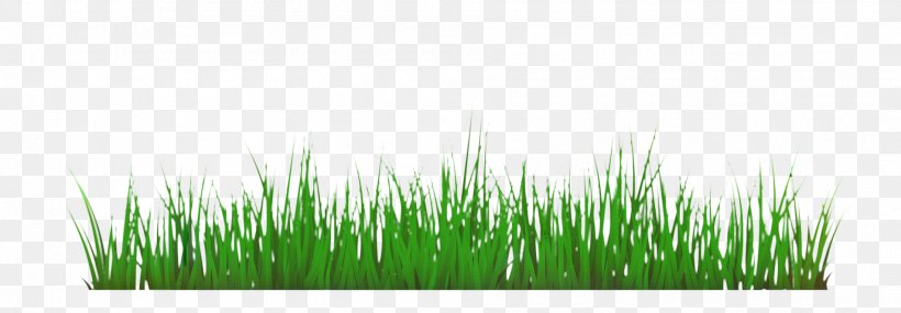 Green Grass Background, PNG, 1904x662px, Vetiver, Artificial Turf, Chrysopogon, Commodity, Grass Download Free