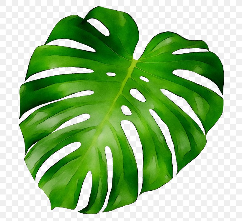 Leaf Plants Plant Stem Clip Art, PNG, 725x750px, Leaf, Alismatales, Art, Arum Family, Botany Download Free