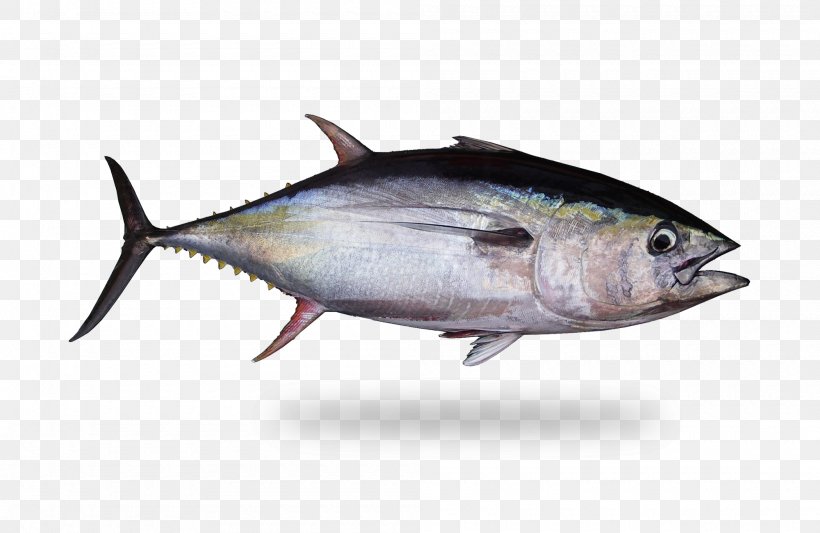 Oil Background, PNG, 2000x1300px, True Tunas, Albacore Fish, Atlantic Bluefin Tuna, B Vitamins, Bonyfish Download Free