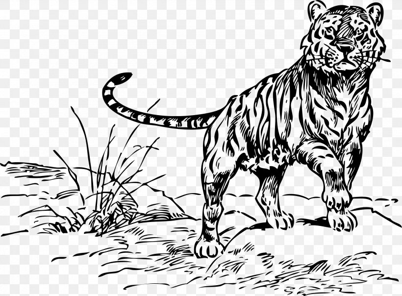 Bengal Tiger Siberian Tiger Felidae Cat Clip Art, PNG, 2555x1884px, Bengal Tiger, Art, Big Cat, Big Cats, Black Download Free