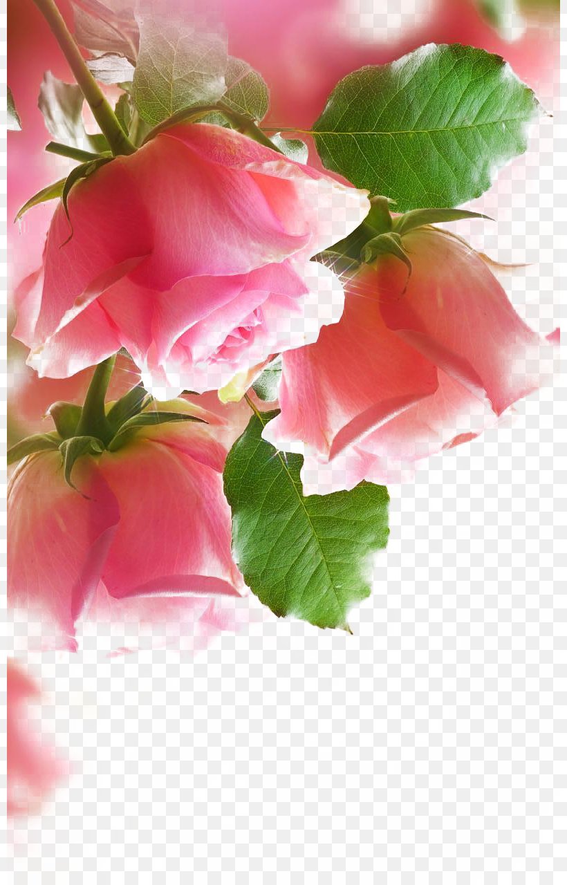 Paper Rose Painting Pink Wallpaper, PNG, 800x1280px, Paper, Blossom, Color, Cut Flowers, Decorative Arts Download Free