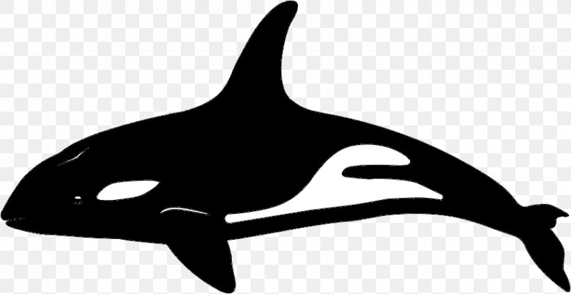 Killer Whale Dolphin Vector Graphics Whales, PNG, 862x444px, Killer Whale, Blue Whale, Bottlenose Dolphin, Cdr, Cetacea Download Free