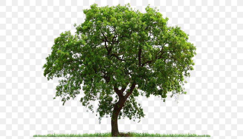 Tree Download Clip Art, PNG, 600x470px, Tree, Branch, Clipping Path, Data, Grass Download Free