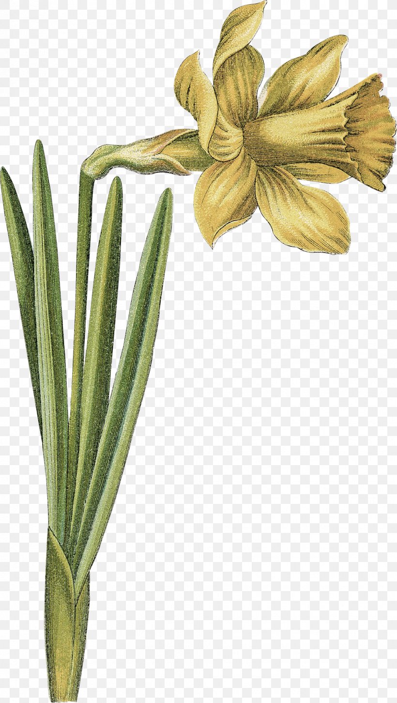 Daffodil Bulb Illustration Narcissus Image, PNG, 1017x1800px, Daffodil, Art, Book, Botanical Illustration, Bulb Download Free