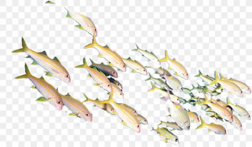 Fish Gratis Computer File, PNG, 888x519px, Fish, Branch, Gratis, Leaf, Material Download Free