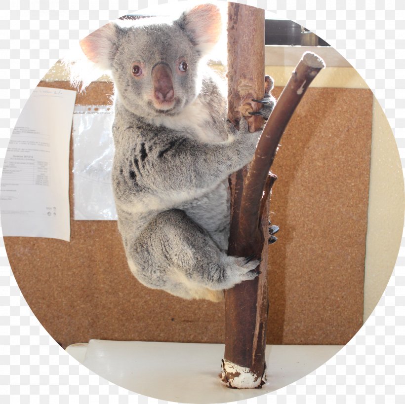 Koala Fauna Snout, PNG, 1600x1600px, Koala, Fauna, Mammal, Marsupial, Snout Download Free