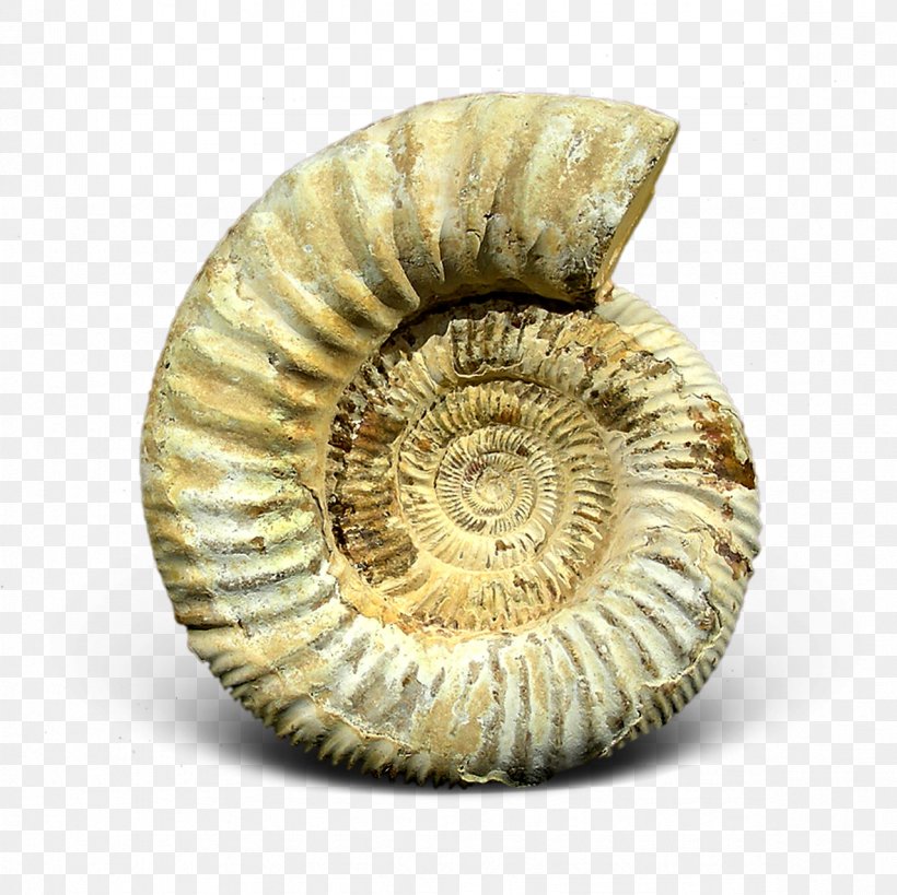 Ammonites Ammolite Gemstone Nautilida, PNG, 1181x1181px, Ammonites, Ammolite, Artifact, Bitxi, Conchology Download Free