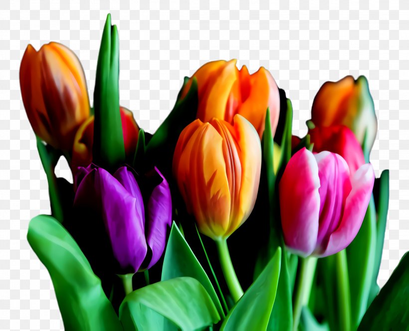 Flowers Background, PNG, 2224x1800px, Tulip, Blossom, Bud, Closeup, Crocus Download Free